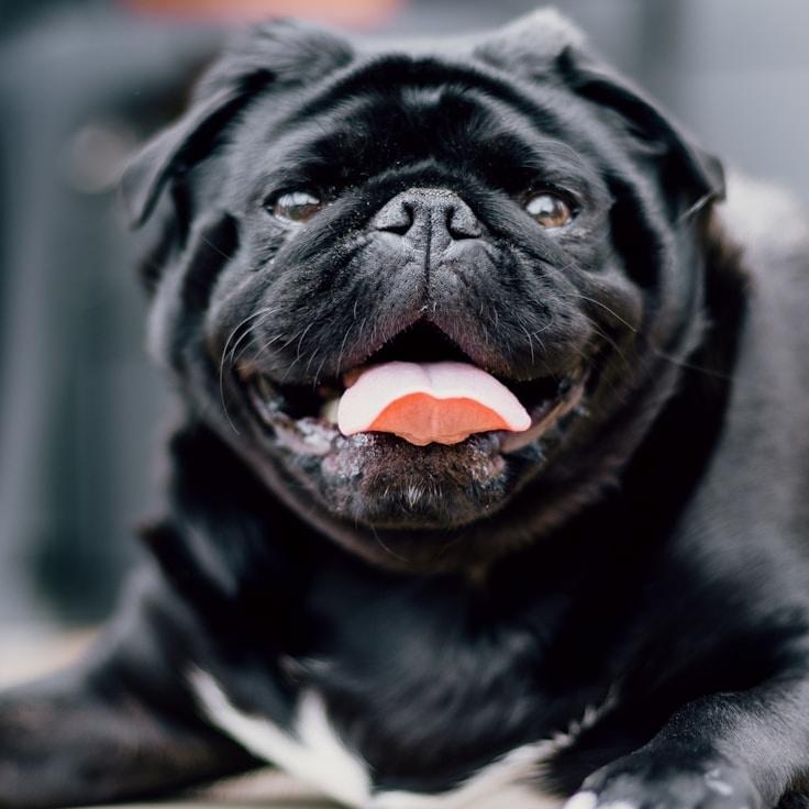 Hardeep Malhotra testimonial